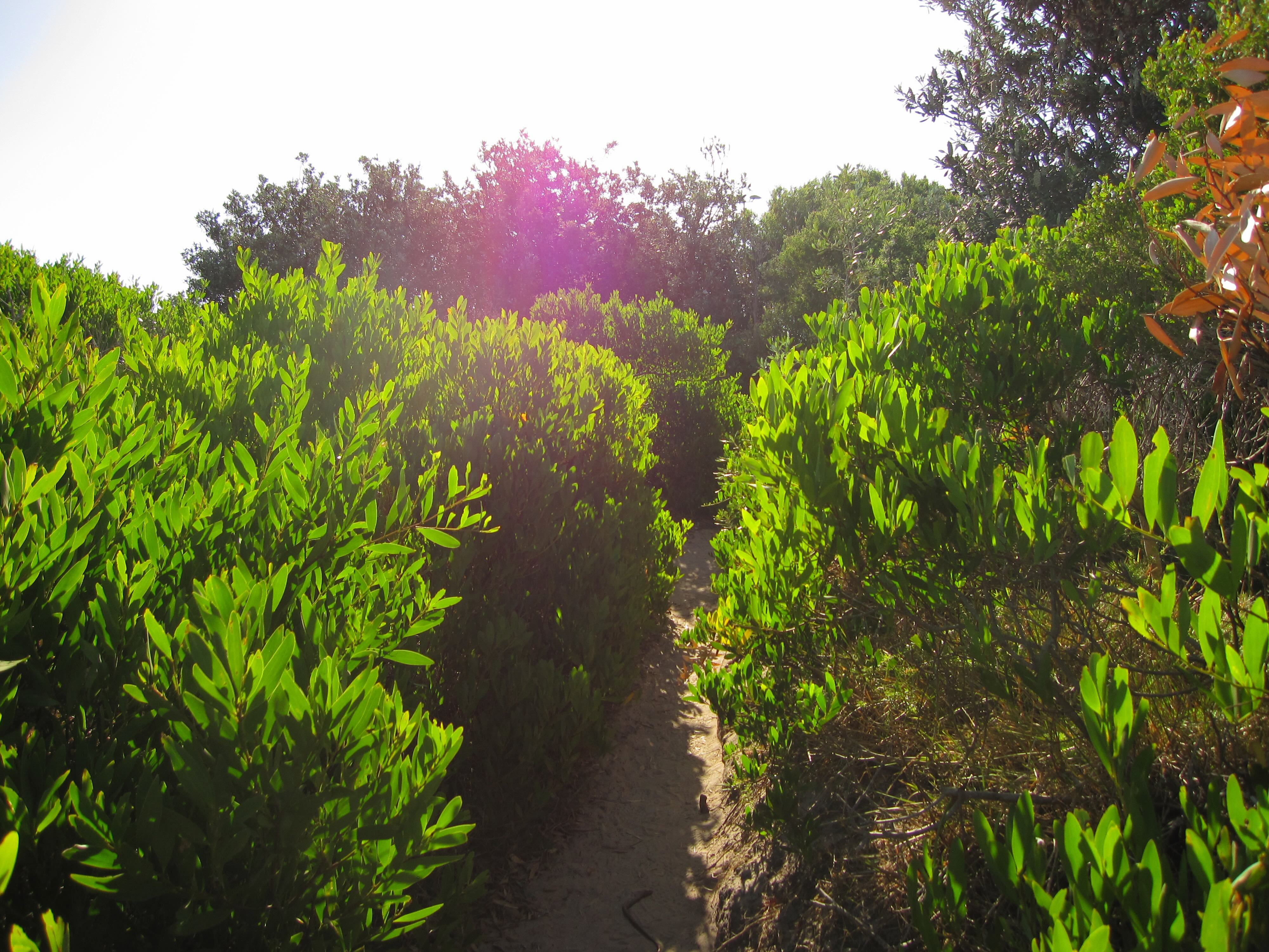 Some foliage in the Bondi to Coogee walk