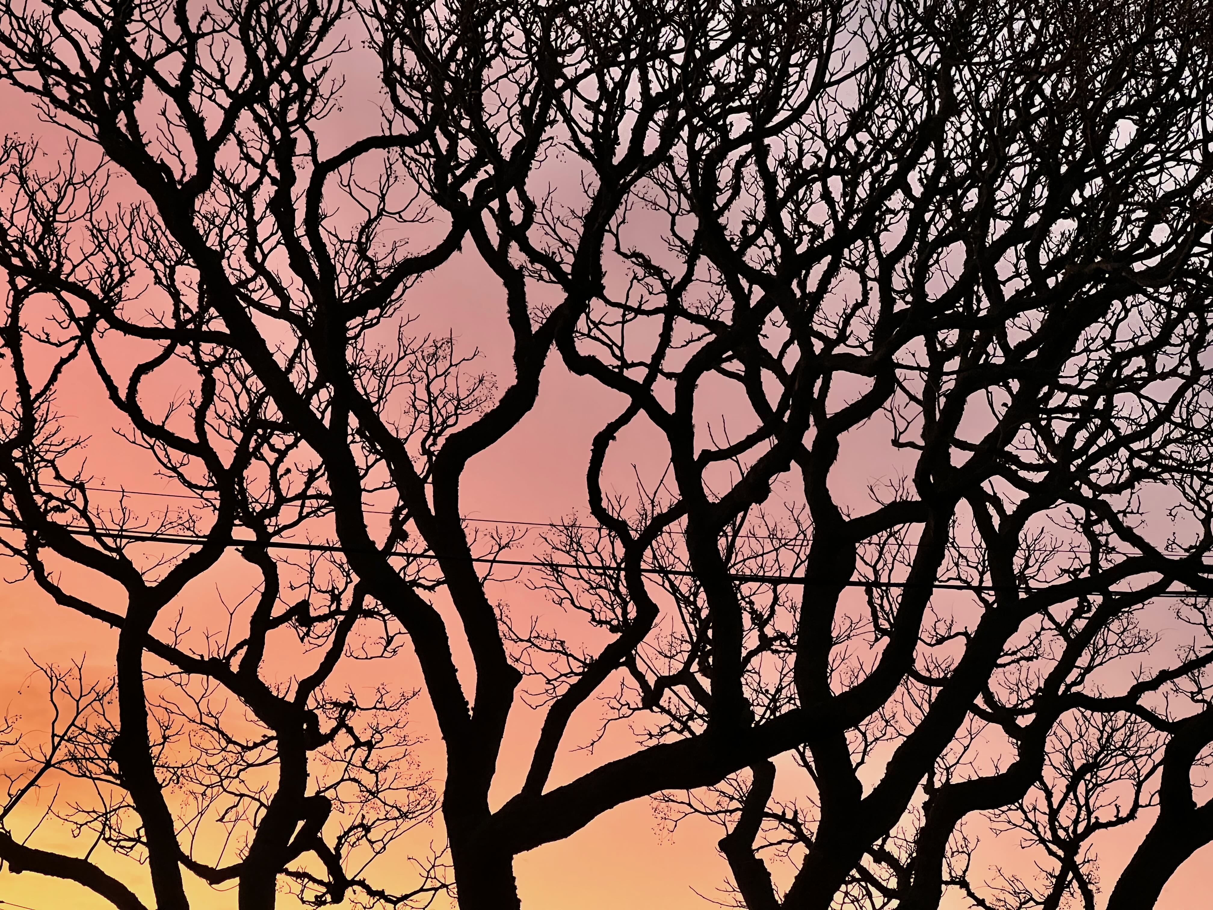 A sunset in Auckland